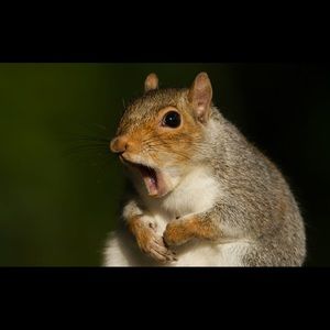 Meet your Posher, Mohammad